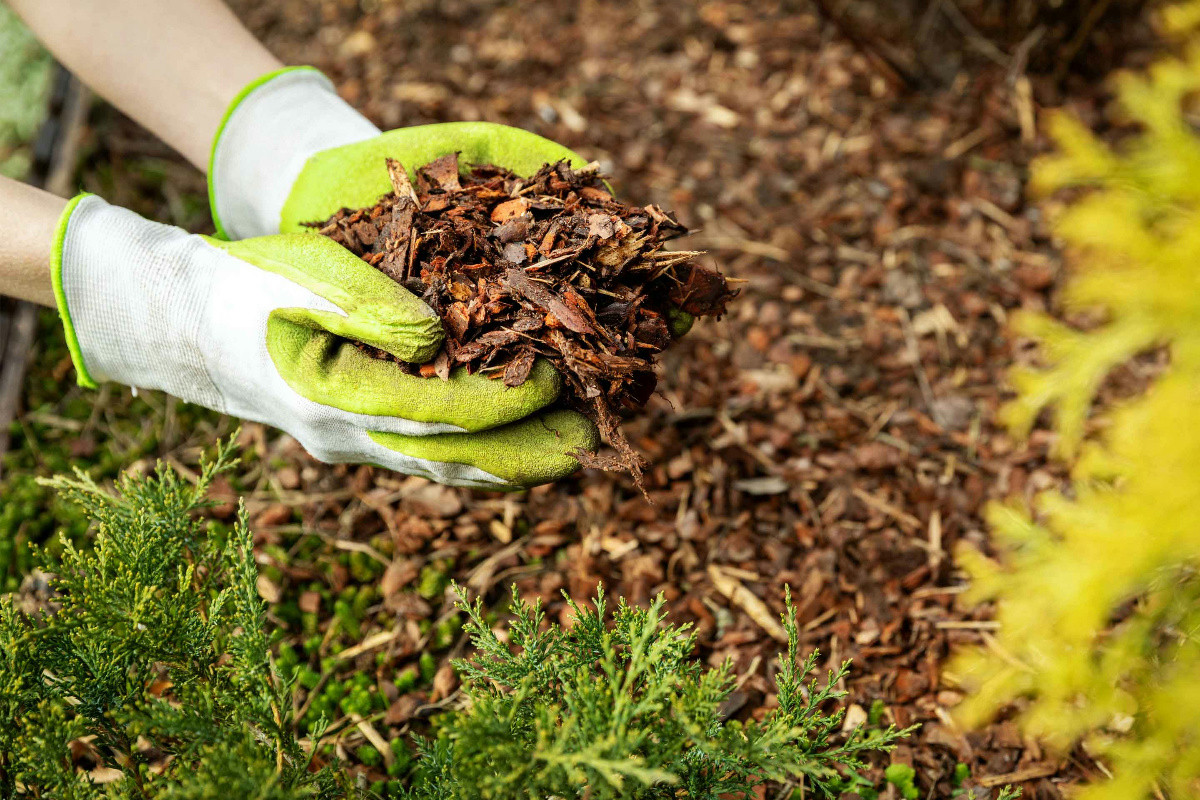 Benefici della pacciamatura per la protezione delle piante durante l’inverno più rigido