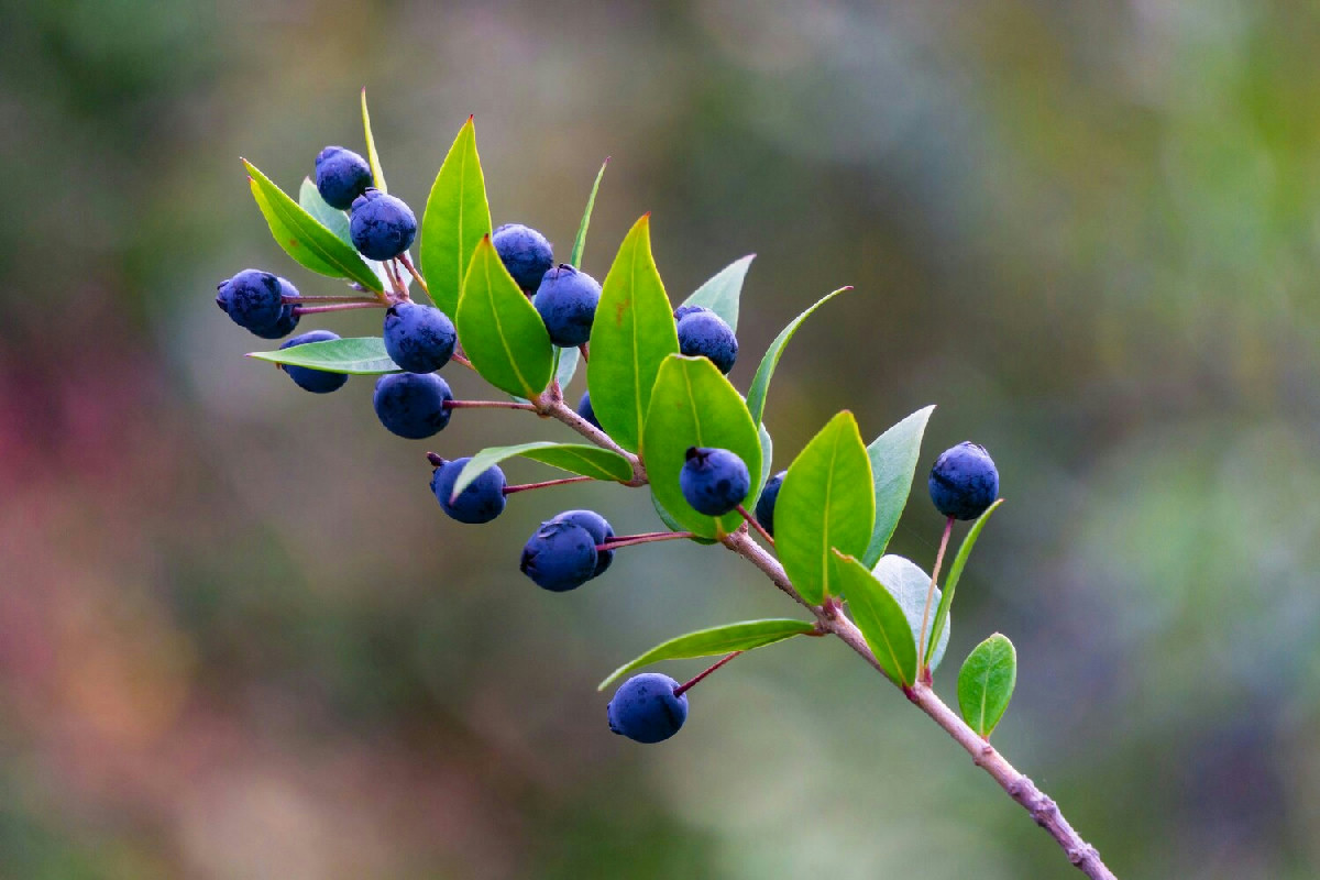 Come mantenere il Mirto rigoglioso: guida completa per una pianta aromatica e resistente in casa