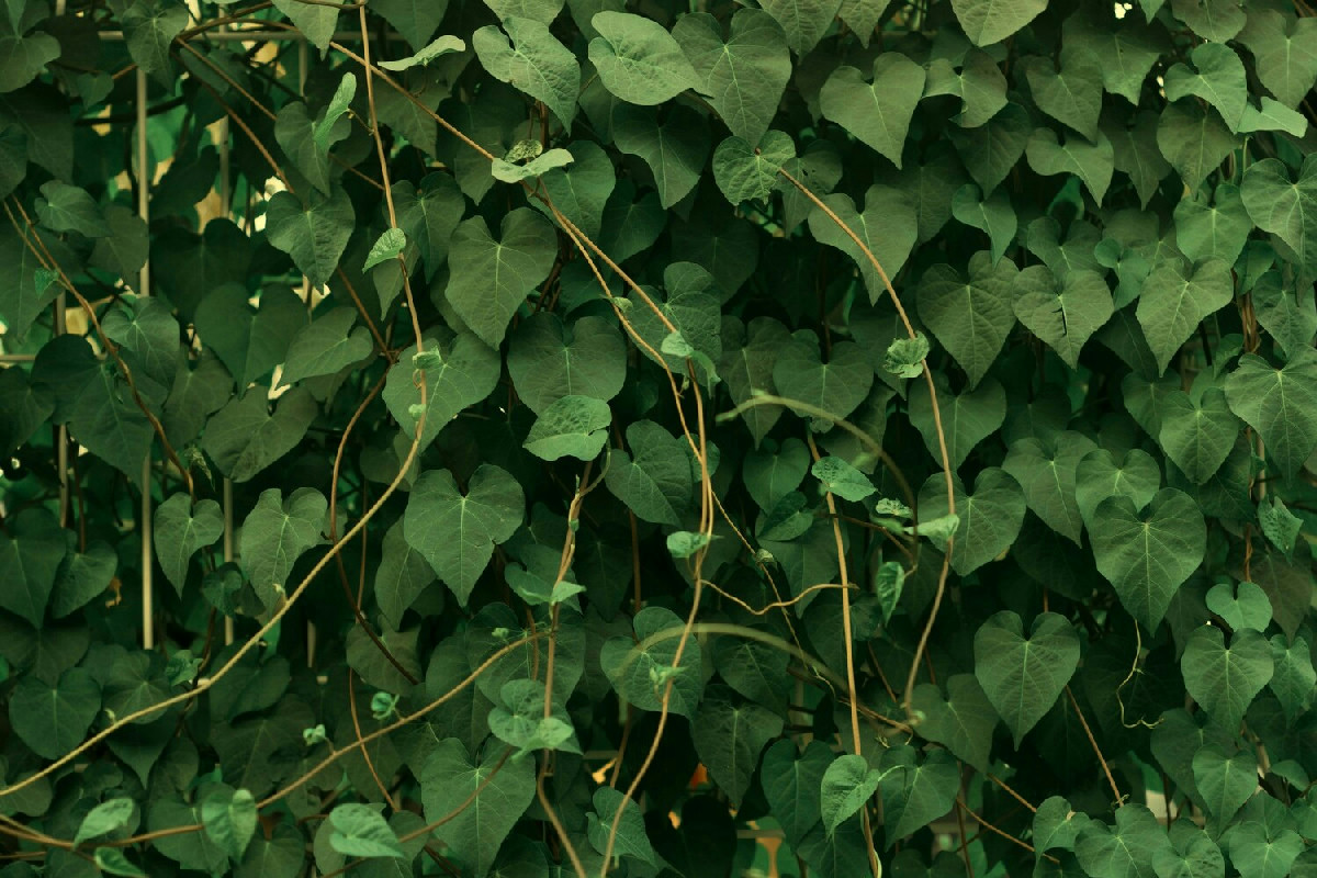 La pianta ideale che purifica bagni e ambienti umidi eliminando naturalmente la muffa