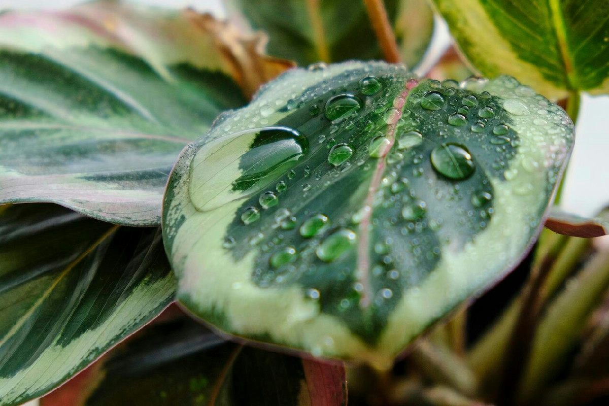 La pianta ideale che purifica bagni e ambienti umidi eliminando naturalmente la muffa